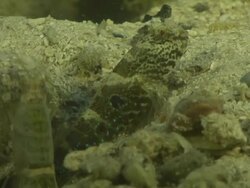 CU Shot of Goby resting on riverbed withshrimp excavating burrow and emerging from burrow briefly / Pemba, Cabo Delgado, Mozambique Stock Footage