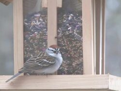 Bird feeder 2 - HD 30F Stock Footage