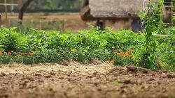 Farmer and beautiful life Stock Footage