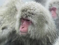 Japanese Macaques (Macaca fuscata) allogrooming, Onsen of Jigokudani yaenkoen, Nagano Prefecture, Japan Stock Footage