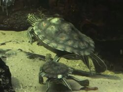 Little turtle 3 - HD 1080/30F Stock Footage
