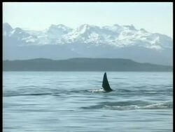 MS Killer whale, Orcinus orca, hunting porpoises, snow covered mountains in background, Arctic Circle Stock Footage