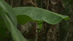Rain drops cling to a large leaf in a rainforest. Stock Footage