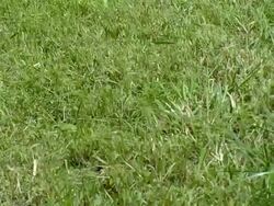 Lawnmower Stock Footage