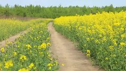 running puppy Stock Footage