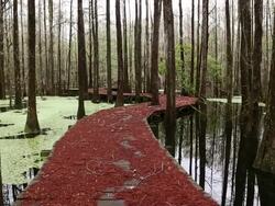 MS Shot of Footbridge in pond / Register, Georgia, United States Stock Footage