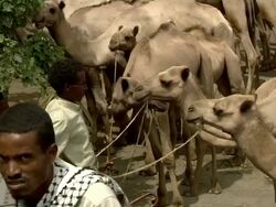 Ethiopian camel market Stock Footage