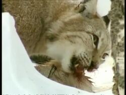 CU Lynx eating snowshoe hare, Arctic Circle Stock Footage