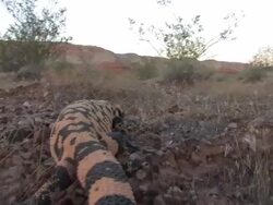 CU Camera follows Gila Monster (Heloderma suspectum) as it walks through the Mojave Desert. /Utah, USA Stock Footage