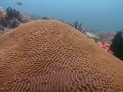 Brain Coral (family Faviidae), Monad Shoa, Malapascua, Philippines Stock Footage