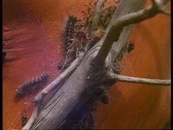 Ukraine - Nuclear Caterpillars Decimate Landscape News Clip