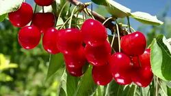 Cherry Stock Footage