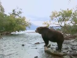 WS TU Brown bear eating fish / Caucasus, Russia Stock Footage
