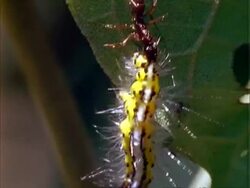 MCU ant holding yellow caterpillar, defending croton plant.  Panama. Stock Footage