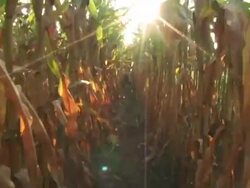 POV, Canada, Ontario, Kitchener, Running between two rows of dried corn plants towards sun Stock Footage