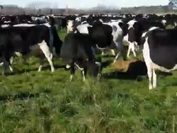 T/L herd of cows grazing in field Stock Footage