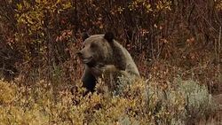 MS/SLOMO  shot of a grizzly bear  (Ursus arctos horribilis) sow with a cub as they interact while sitting in a patch of golden fall willows Stock Footage