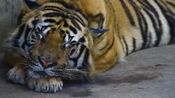 Tiger sleep Stock Footage
