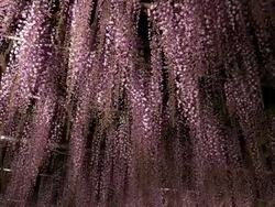 Beautiful wisteria light up Stock Footage