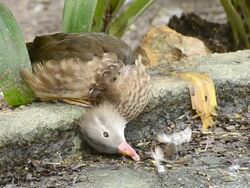 Mandarin Duck has injured at its neck and lie down Stock Footage