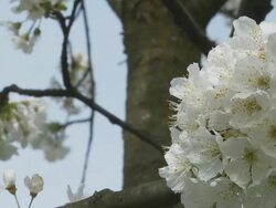 HD DOLLY: Cherry Blossom Stock Footage
