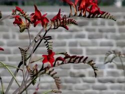 MS View of Bloom montbretie tree / Koblenz, Rhineland-Palatinate, Germany Stock Footage