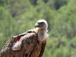 Eurasian griffonÃ‚Â Ã‚Â (Gyps fulvus) in green golan heights  Stock Footage