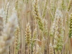 Wheat Field Breeze Stock Footage