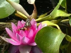big butterfly sits in a lily flower Stock Footage