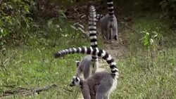 CLEAN : Lemures de Madagascar se quedan sin habitat News Clip