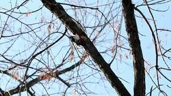 Woodpecker eating insects perched on the forest tree Stock Footage
