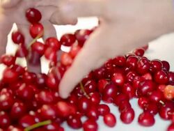 bunch of ripe red cherries Stock Footage