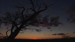 The setting sun silhouettes a tree. Stock Footage