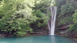 HD: Discovering The Forest Stock Footage