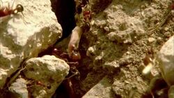 Fire ants carry seeds, pebbles and other items into their nest. Stock Footage