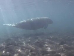 Manatee Swimming Stock Footage
