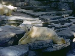 Bears and Monkeys at San Francisco Zoo Stock Footage