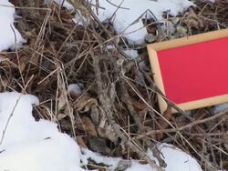 HD: Message Board In The Nature Stock Footage