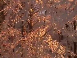 HD STEADYCAM: Frosted tree branches Stock Footage