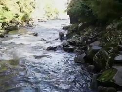 MS Subordinate brown bear avoiding dominant animal while fishing in Anan Creek / Wrangell, Alaska, United States Stock Footage
