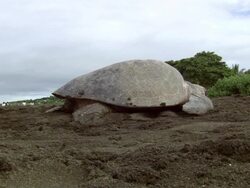MS Olive Ridley is laying eggs on crowded beach / Guanacaste, Costa Rica Stock Footage