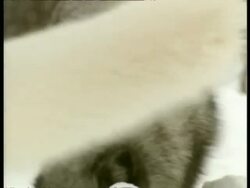 MS group of Arctic Foxes, Vulpes lagopus, some white some dark, digging and foraging in snow, Arctic Circle Stock Footage