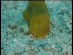 CU Sea Slug Gymnodoris citrina, semi transparent yellow, crawls around on sand, Mabul, Borneo, Malaysia Stock Footage