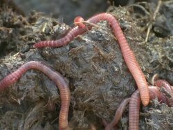Compost Worms (Eisenia venata). Usually found in garden compost but can also occur in wet, decaying leaf litter, organic-rich soils and manure heaps. Stock Footage