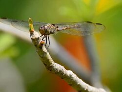 Dragonfly Stock Footage