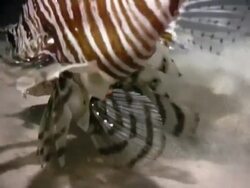 Ominous shadow of lionfish at night looming over then gobbling little fish, Red Sea Stock Footage