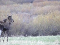 moose cow in the wild Stock Footage
