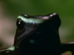 Poison Dart Frog, BCU frog portrait, facing camera.  Panama. Stock Footage