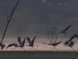 European Cranes (Grus grus) suddenly take off from shore, North East Extremadura in Dehesa. Stock Footage