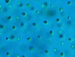 ECU Shot of Chlamydomonas (Chlamydomonas is used as model organism for molecular biology, especially studies of flagellar motility and chloroplast dynamics, biogenesis, and genetics) / Newcastle Emlyn, Ceredigion, United Kingdom Stock Footage